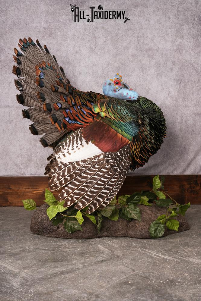 Oscellated Turkey taxidermy mount SKU 2579 - Image 8