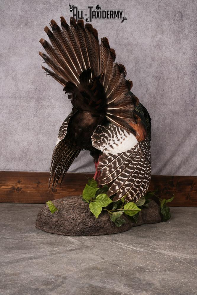 Oscellated Turkey taxidermy mount SKU 2579 - Image 7