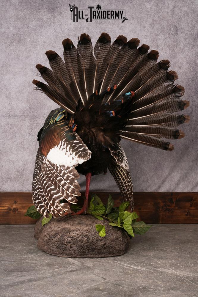 Oscellated Turkey taxidermy mount SKU 2579 - Image 6