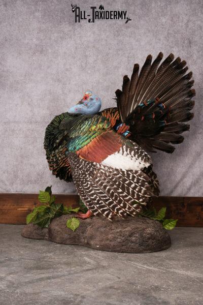 Oscellated Turkey taxidermy mount SKU 2579