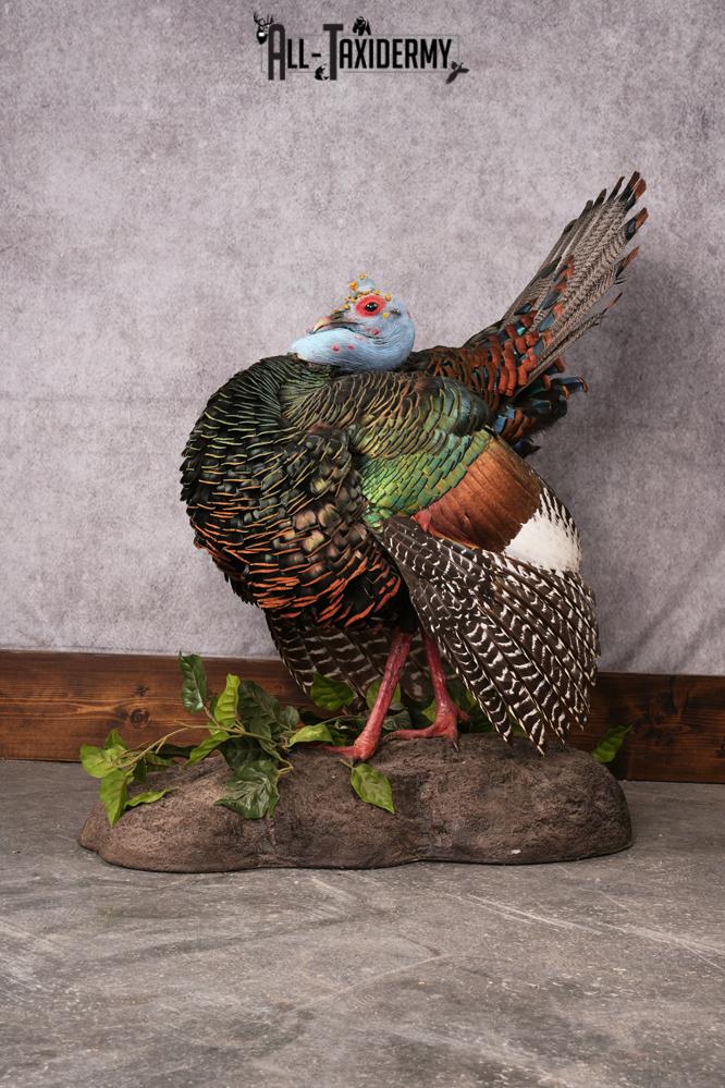 Oscellated Turkey taxidermy mount SKU 2579 - Image 5