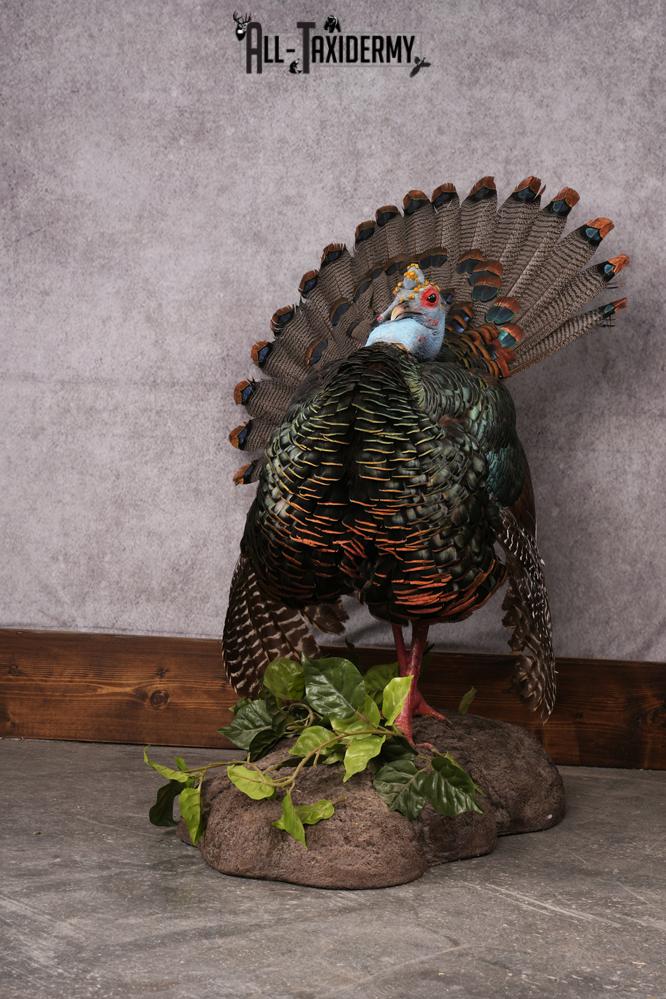 Oscellated Turkey taxidermy mount SKU 2579 - Image 4