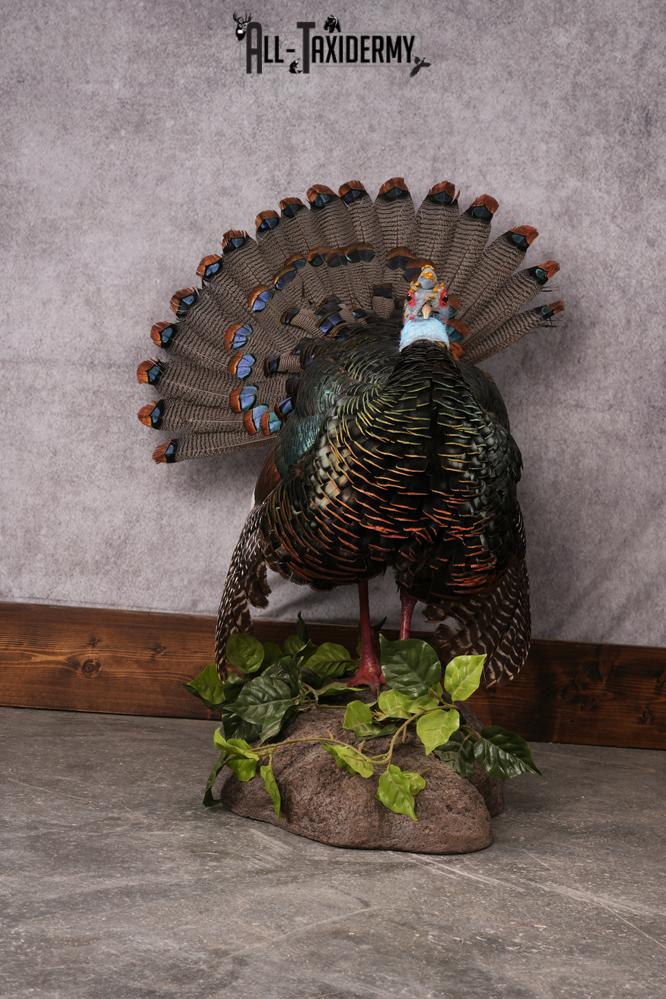 Oscellated Turkey taxidermy mount SKU 2579 - Image 3
