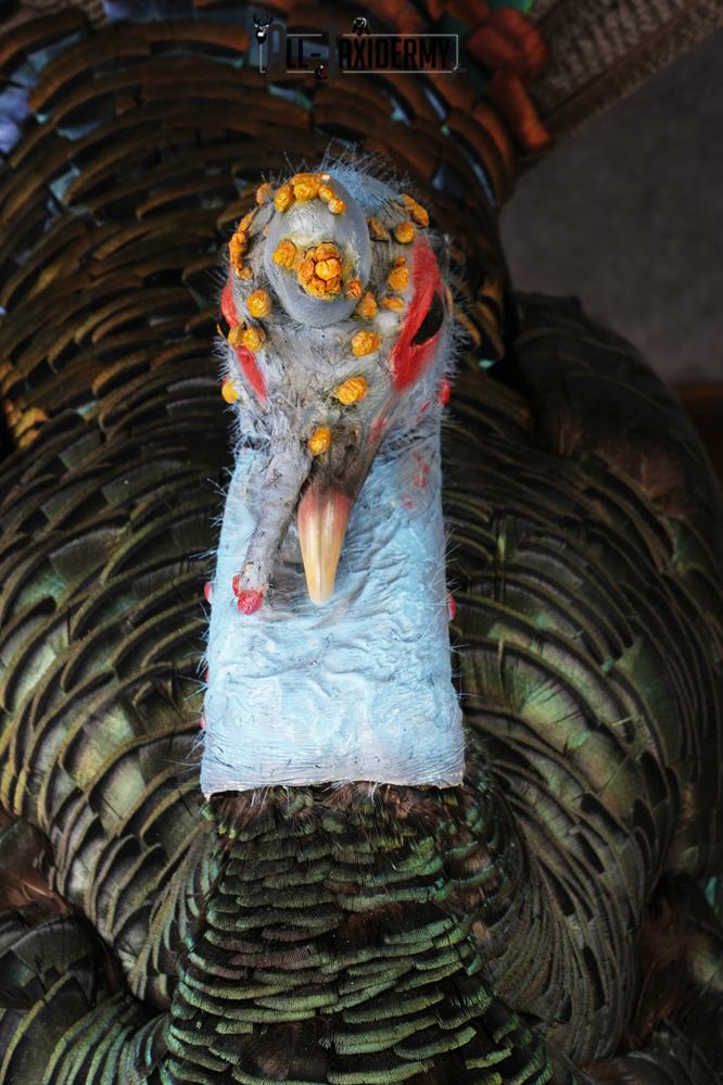 Oscellated Turkey taxidermy mount SKU 2579 - Image 9