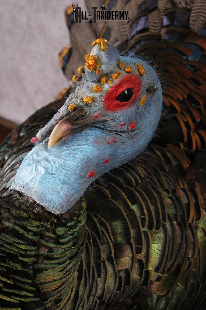 Oscellated Turkey taxidermy mount SKU 2579 - Image 11