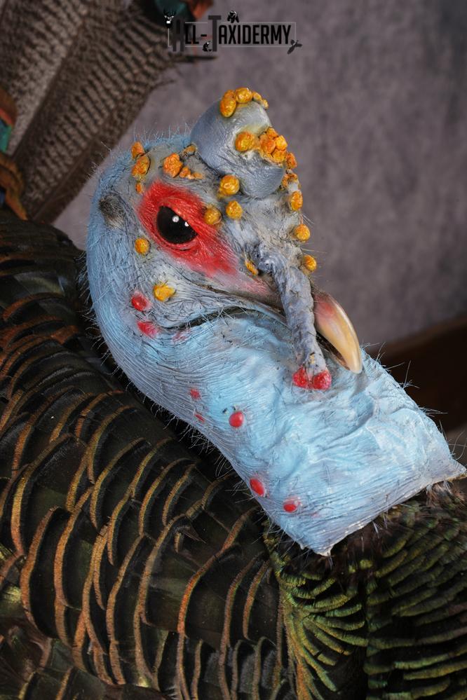 Oscellated Turkey taxidermy mount SKU 2579 - Image 10