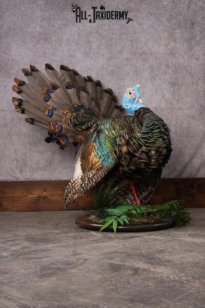 Oscellated Turkey taxidermy mount SKU 2576