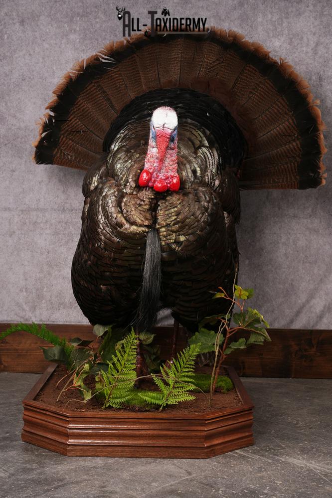 Eastern Turkey taxidermy mount SKU 2458 - Image 12