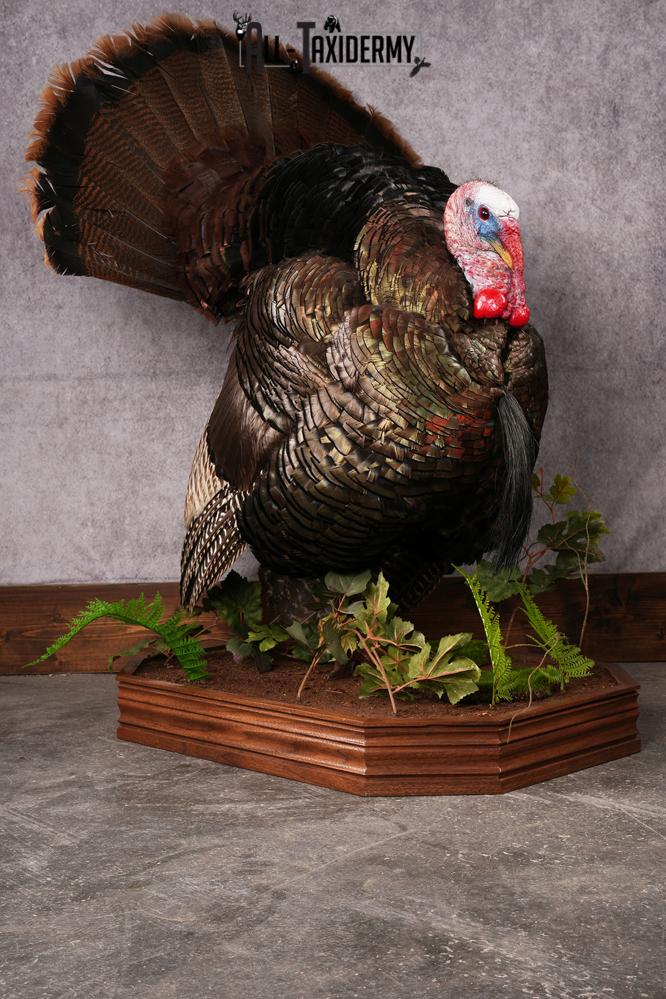 Eastern Turkey taxidermy mount SKU 2458 - Image 11