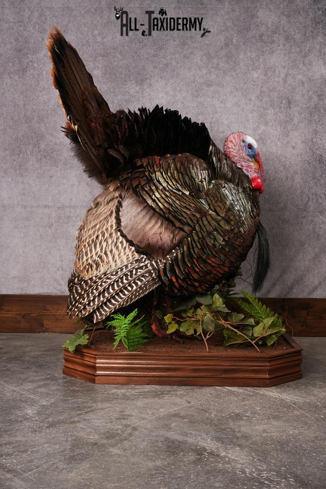 Eastern Turkey taxidermy mount SKU 2458 - Image 10