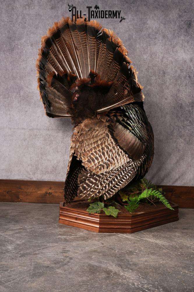 Eastern Turkey taxidermy mount SKU 2458 - Image 9