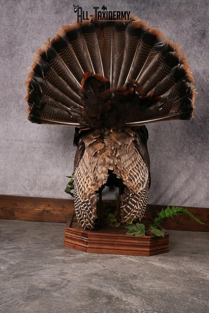 Eastern Turkey taxidermy mount SKU 2458 - Image 8