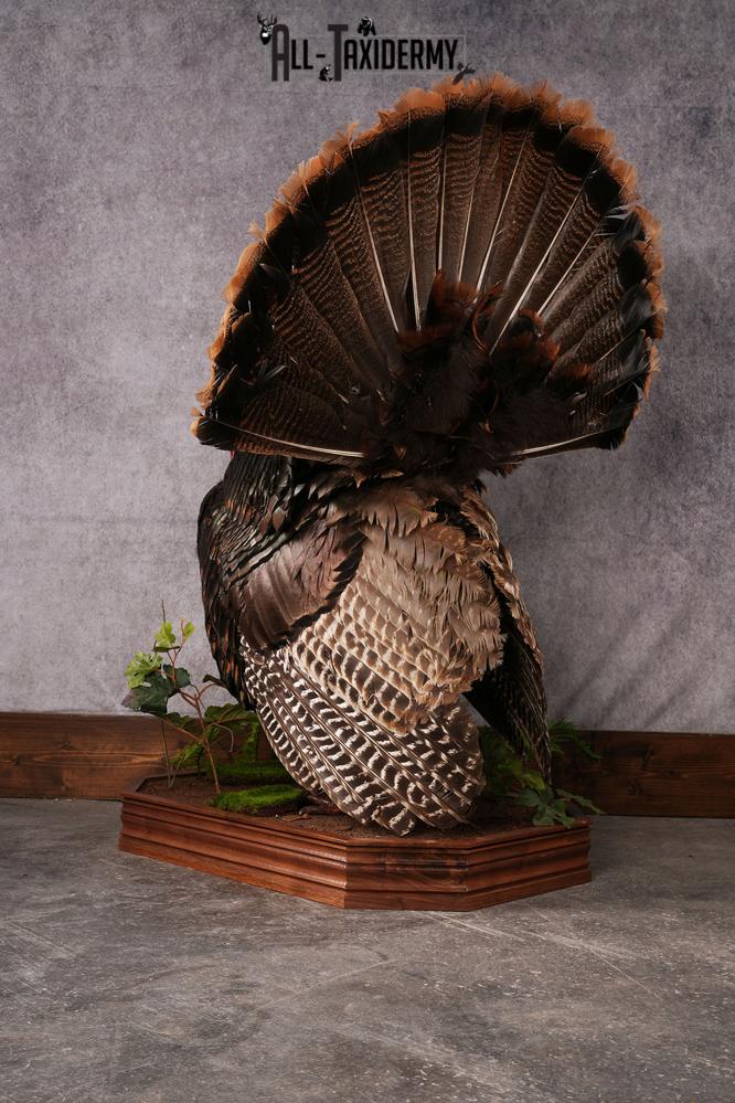 Eastern Turkey taxidermy mount SKU 2458 - Image 7