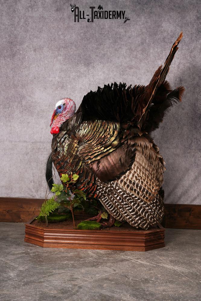 Eastern Turkey taxidermy mount SKU 2458