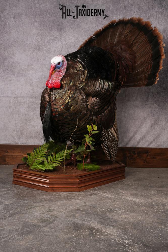 Eastern Turkey taxidermy mount SKU 2458 - Image 5