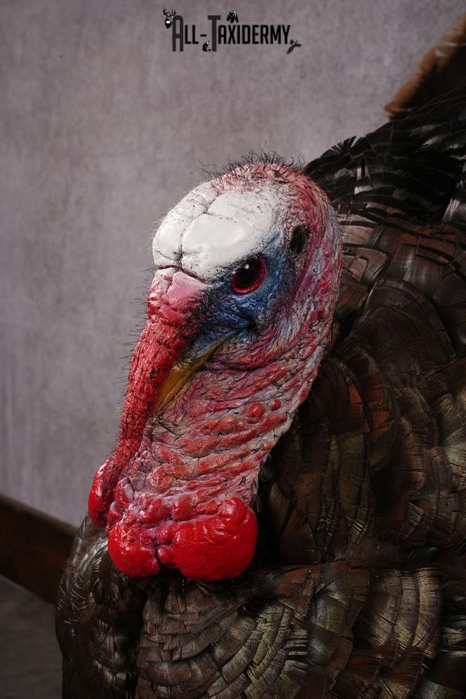 Eastern Turkey taxidermy mount SKU 2458 - Image 4