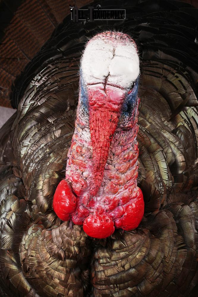 Eastern Turkey taxidermy mount SKU 2458 - Image 3