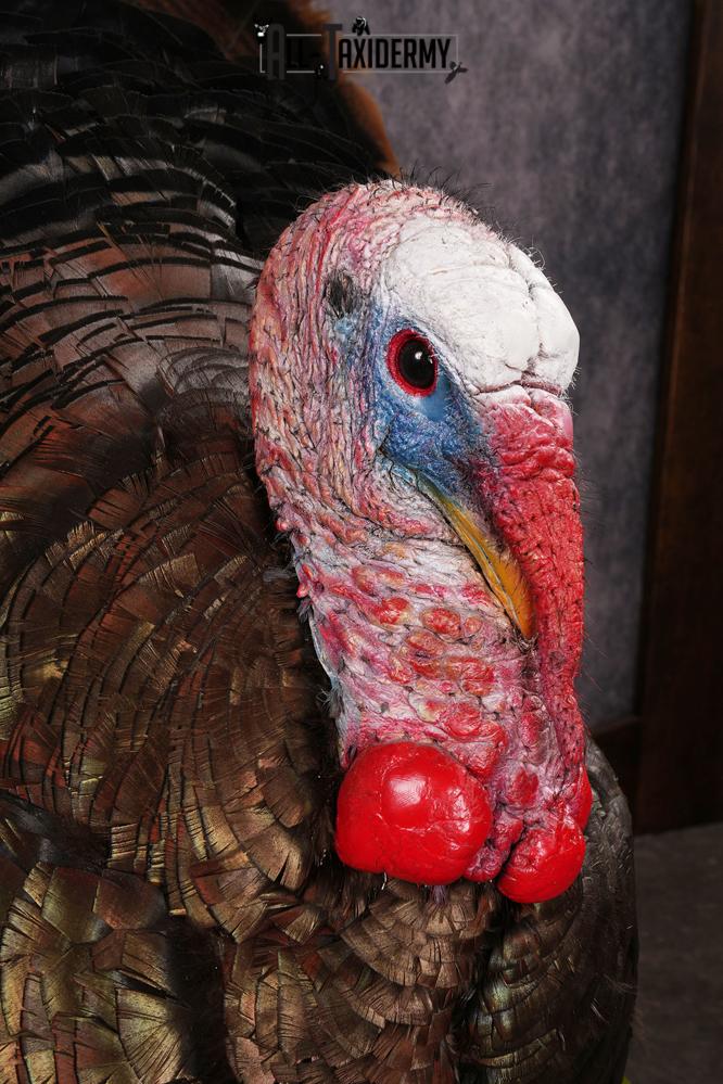 Eastern Turkey taxidermy mount SKU 2458 - Image 2