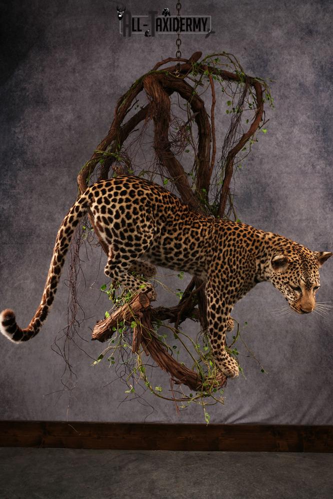 African Leopard Taxidermy Mount SKU 2483 - Image 21