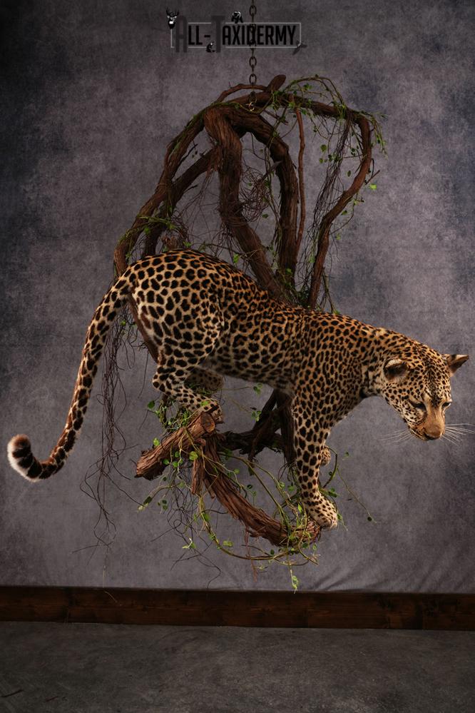 African Leopard Taxidermy Mount SKU 2483 - Image 20