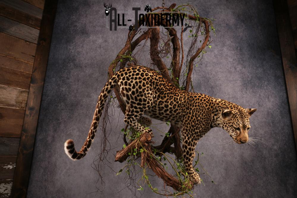 African Leopard Taxidermy Mount SKU 2483 - Image 19