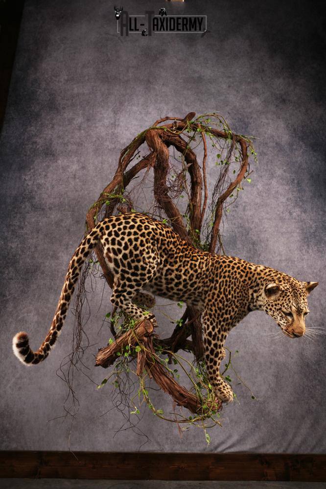 African Leopard Taxidermy Mount SKU 2483