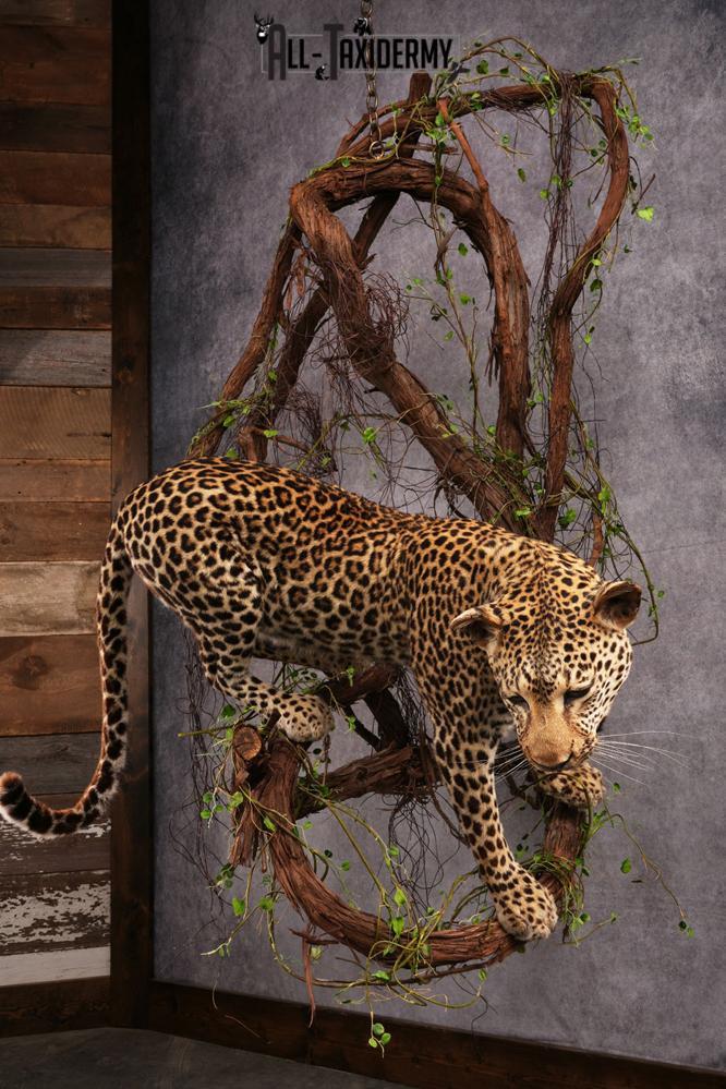 African Leopard Taxidermy Mount SKU 2483 - Image 16