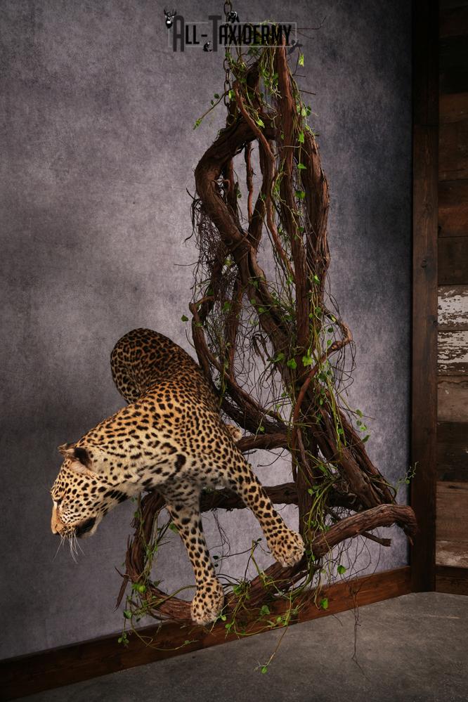 African Leopard Taxidermy Mount SKU 2483 - Image 15
