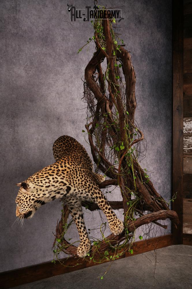 African Leopard Taxidermy Mount SKU 2483 - Image 14