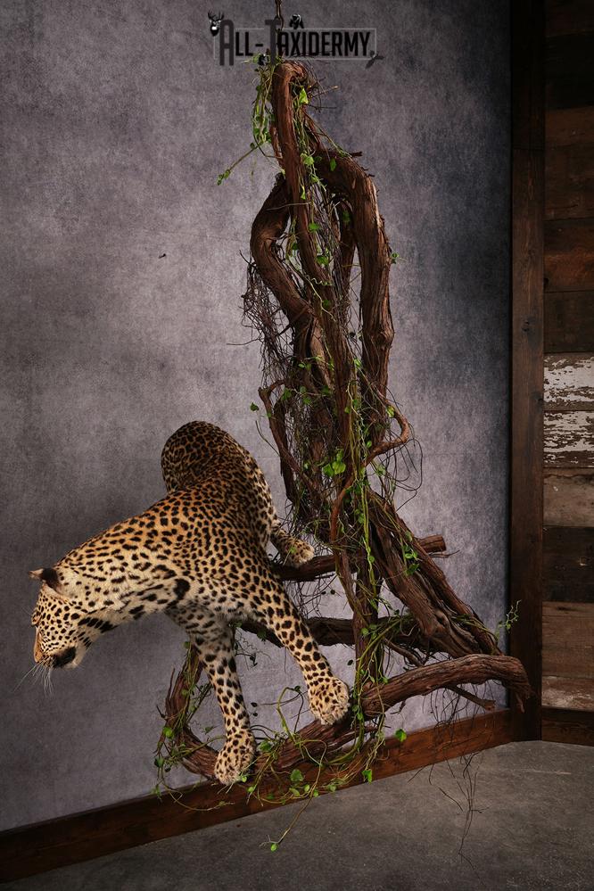 African Leopard Taxidermy Mount SKU 2483 - Image 13