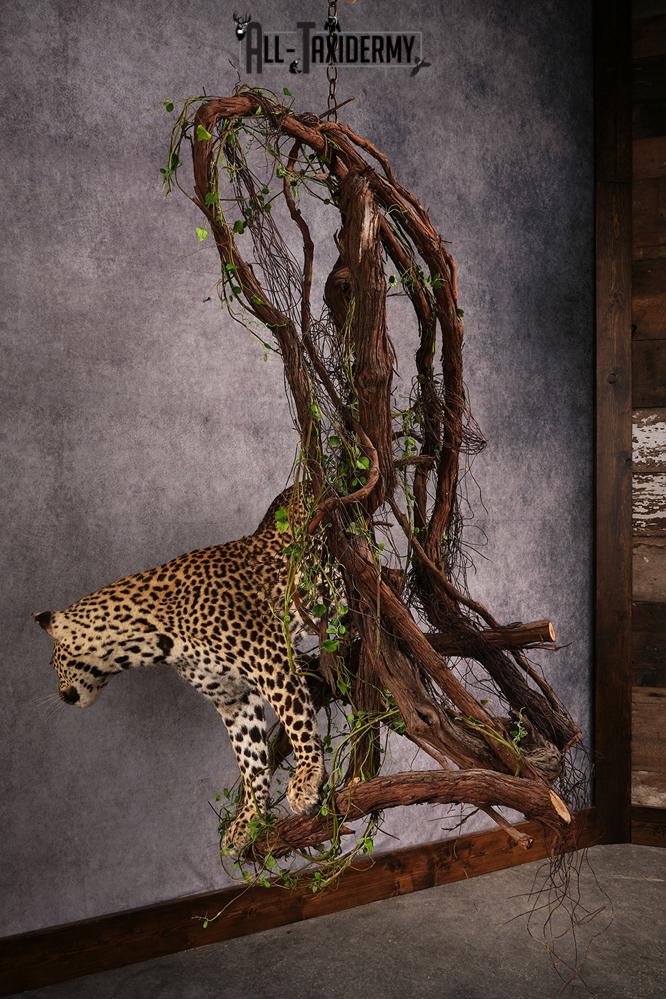 African Leopard Taxidermy Mount SKU 2483 - Image 12
