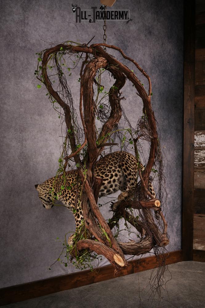 African Leopard Taxidermy Mount SKU 2483 - Image 9
