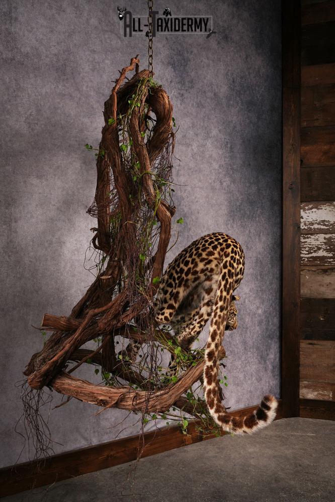 African Leopard Taxidermy Mount SKU 2483 - Image 23