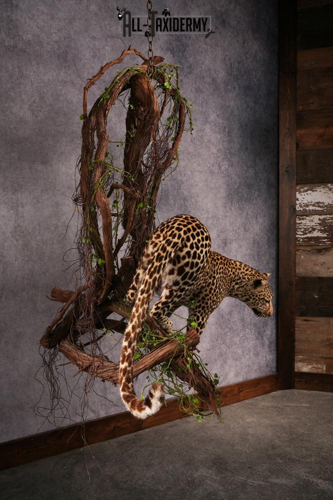 African Leopard Taxidermy Mount SKU 2483 - Image 22