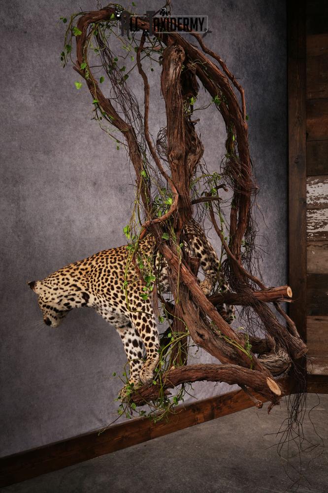 African Leopard Taxidermy Mount SKU 2483 - Image 10