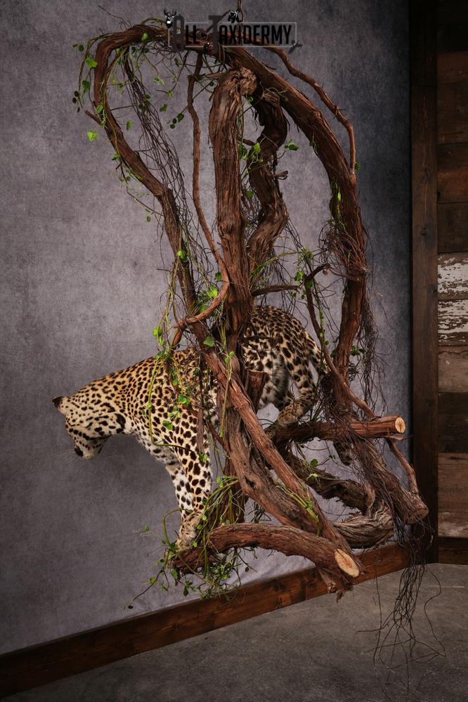 African Leopard Taxidermy Mount SKU 2483 - Image 11