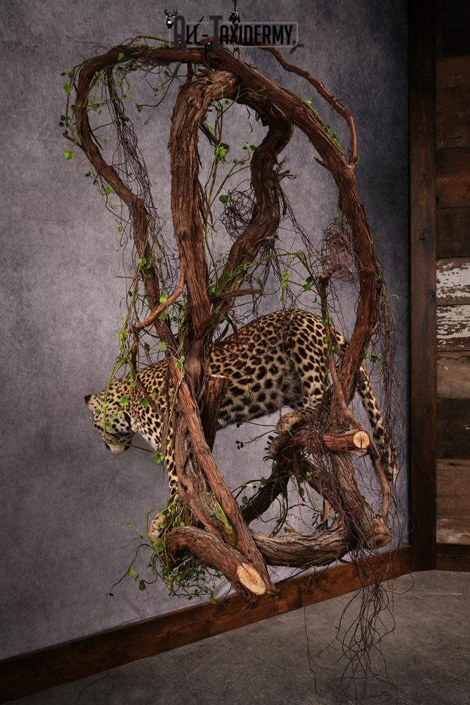 African Leopard Taxidermy Mount SKU 2483 - Image 8