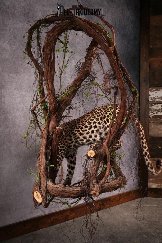 African Leopard Taxidermy Mount SKU 2483 - Image 7