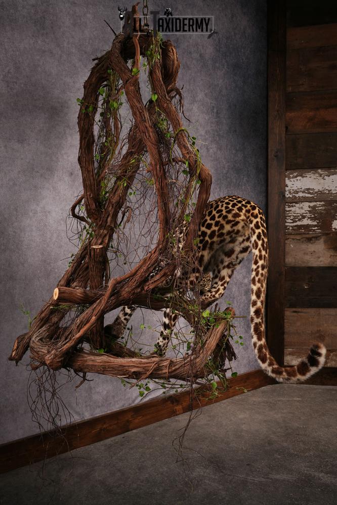 African Leopard Taxidermy Mount SKU 2483 - Image 6