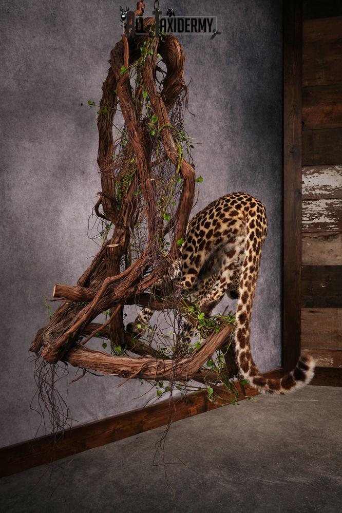 African Leopard Taxidermy Mount SKU 2483 - Image 5