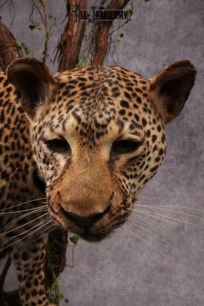 African Leopard Taxidermy Mount SKU 2483 - Image 4