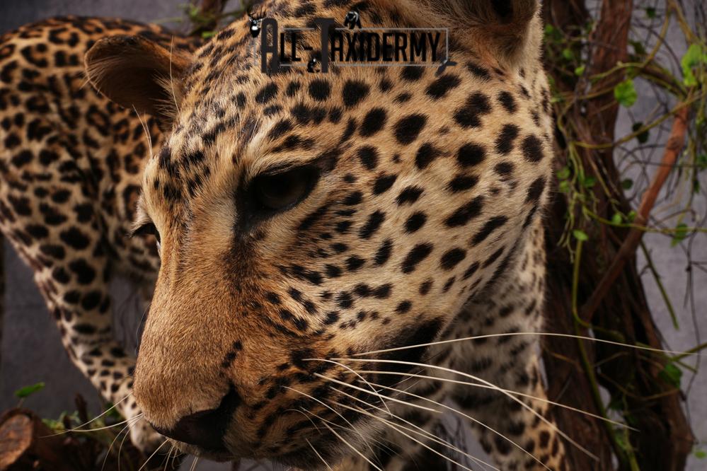 African Leopard Taxidermy Mount SKU 2483 - Image 3