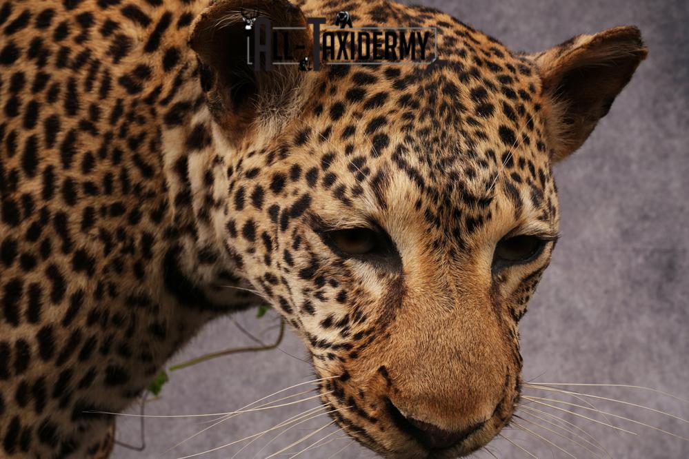 African Leopard Taxidermy Mount SKU 2483 - Image 2