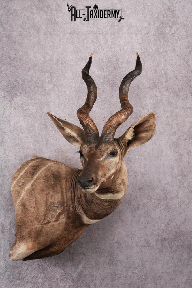 African Lessor Kudu taxidermy mount SKU 2550