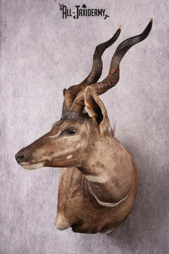 African Lessor Kudu taxidermy mount SKU 2550 - Image 5