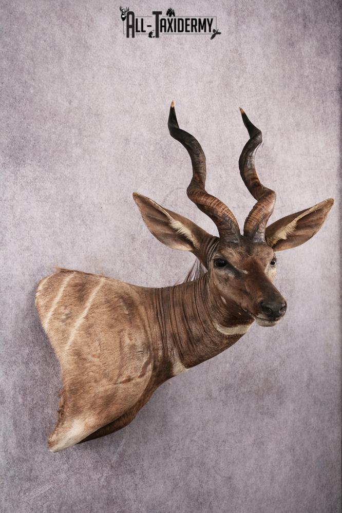 African Lessor Kudu taxidermy mount SKU 2550 - Image 4