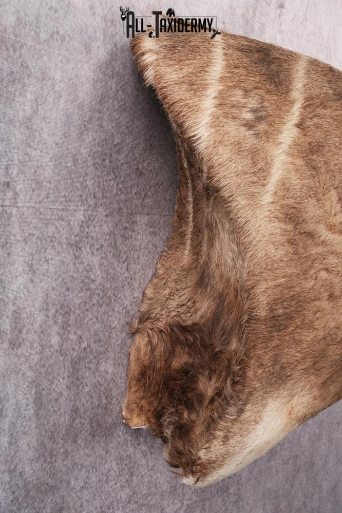 African Lessor Kudu taxidermy mount SKU 2550 - Image 9