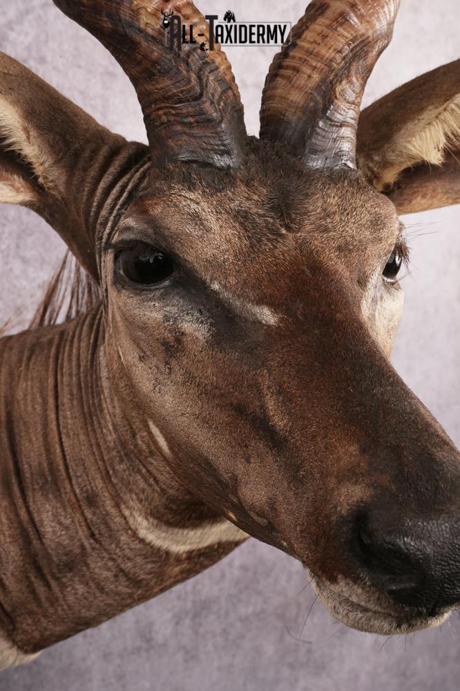 African Lessor Kudu taxidermy mount SKU 2550 - Image 8