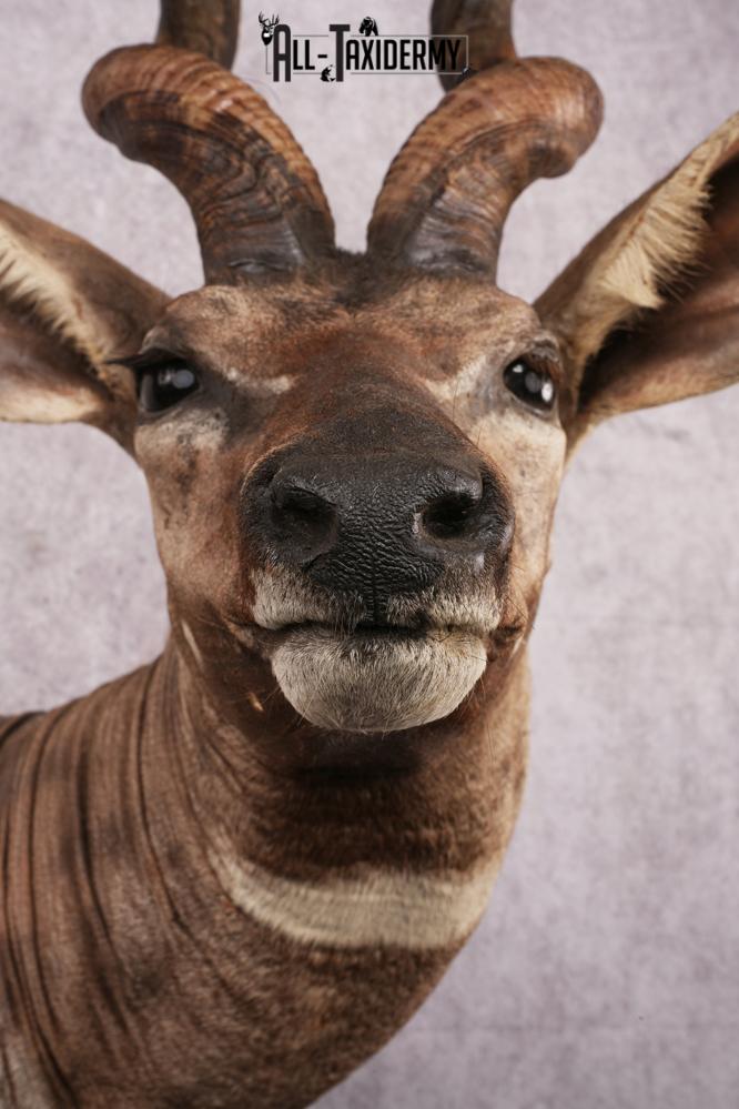 African Lessor Kudu taxidermy mount SKU 2550 - Image 6