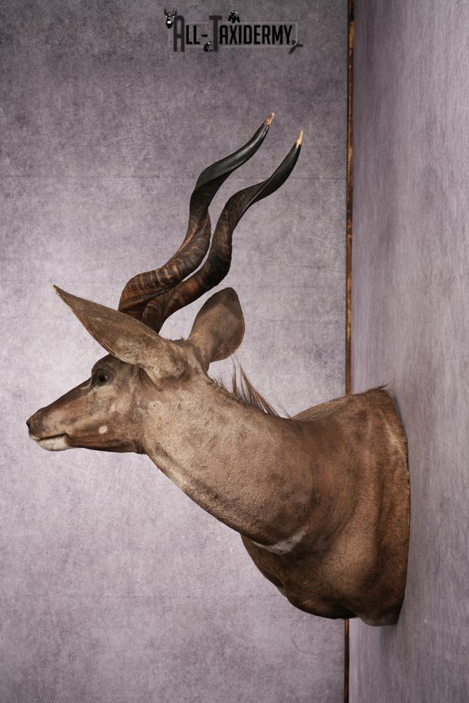 African Lessor Kudu taxidermy mount SKU 2550 - Image 3